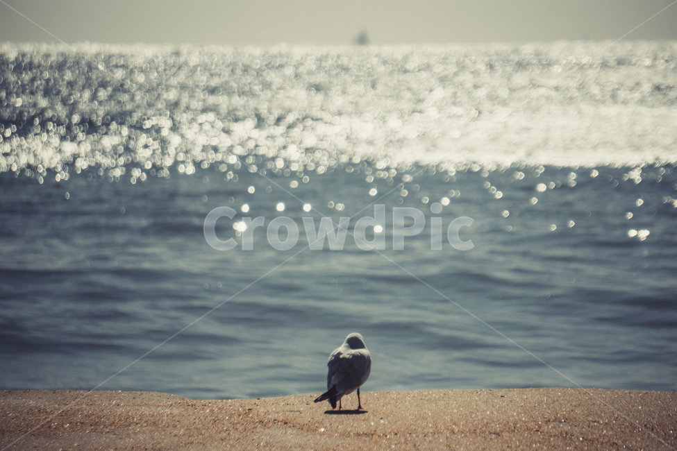 광안리,해수욕장,바다,모래사장,갈매기,자연,부산,다리,모래,해변,busan,sand,휴식,sea,seagull,동물,animal,beach,nature,해변,바다,beach,sea,동물,animal,조류,새,birds
