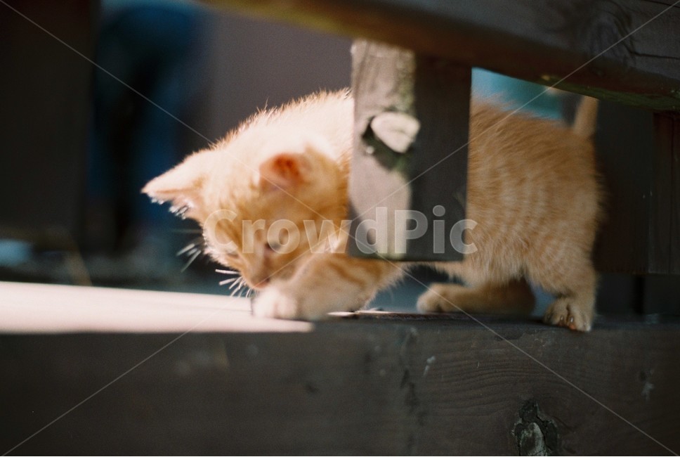 고양이,새끼고양이,오후,햇빛,필름카메라,film,필름,길고양이,cat,kitten,동물,animal,포유류,mammal,고양이,cat,kitten,kitty
