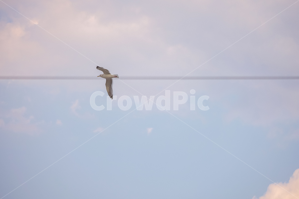 갈매기,푸른하늘,새,하늘,창공,동물,animal,조류,새,birds
