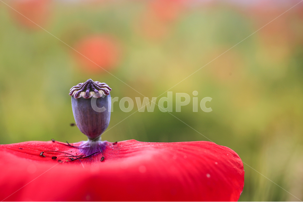 양귀비,사랑,열정,아름다움,심플,식물,자연,plants,nature,꽃,flower
