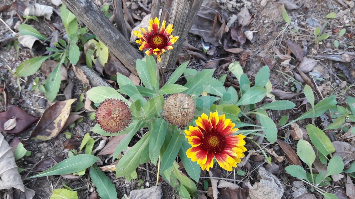 인디안국화,국화,꽃,영원한행복,수목원,식물,자연,plants,nature,꽃,flower