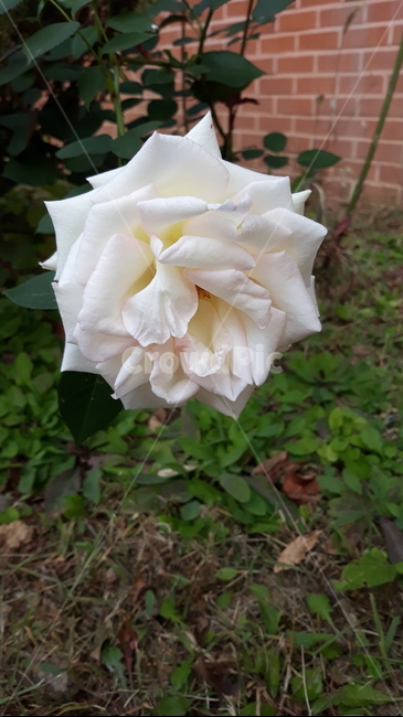 blossom,꽃,flower,rose,장미,plant,식물,하얗색,이쁜,날씨,자연,식물,자연,plants,nature,꽃,flower