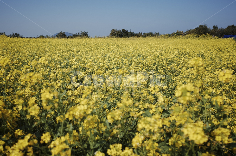 유채꽃,유채,노란꽃,봄,봄꽃,flower,yellow,spring,field,들,outdoors,옥외,nature,자연,봄,계절,spring,season