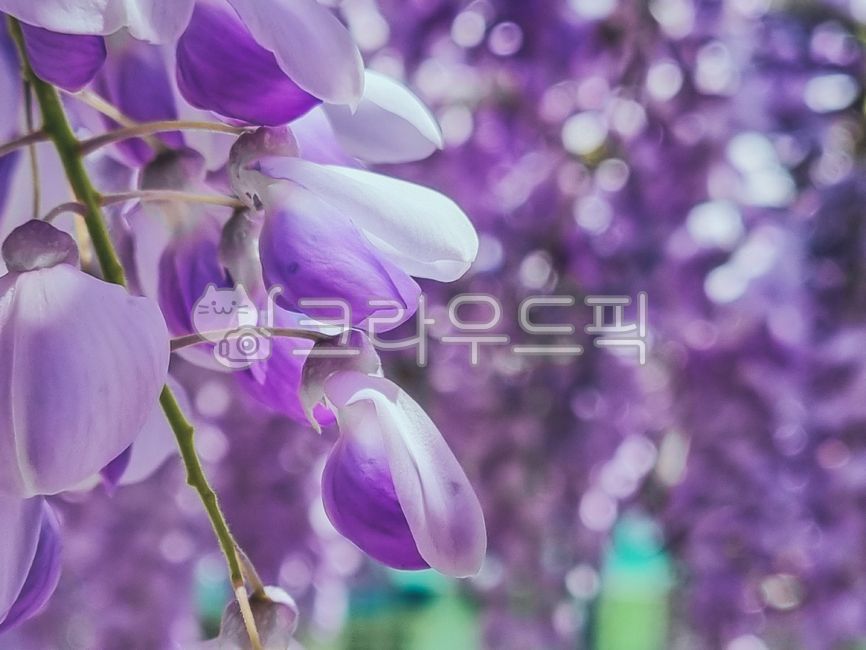 blossom,nature,tree,rattan,leaf,flower,spring,plant,purple,season,wisteria flower,stem
