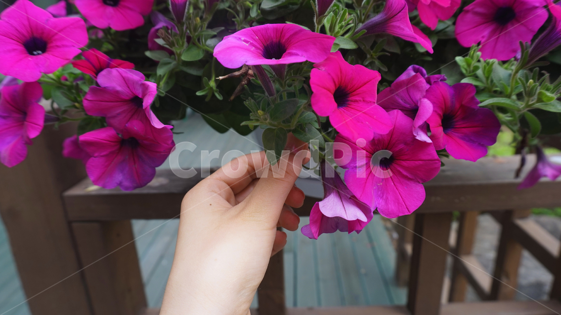 꽃,flower,flowers,손,hand,pink,pinkflower