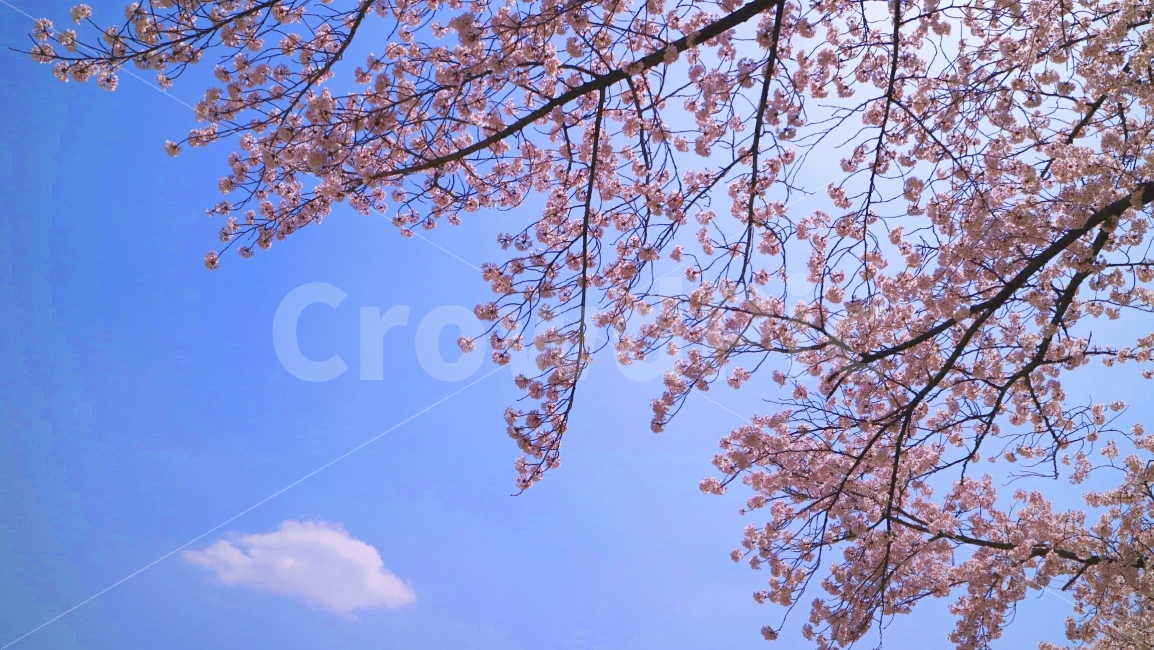 벚꽃,봄,소풍,나들이,서울대공원,봄날,하늘,구름,봄,계절,spring,season,식물,자연,plants,nature,꽃,flower,나무,trees,wood,plant,blossom,cherry blossom