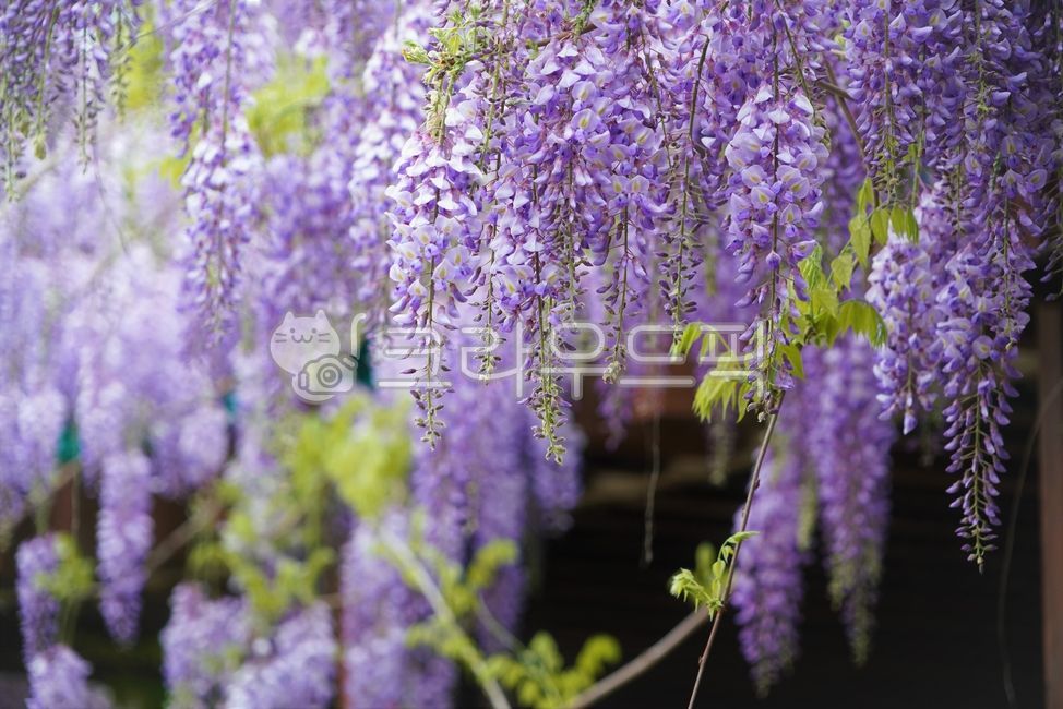purple flower,wisteriaflower,lightpurple,flower tree,wisteria flower,vine,flower