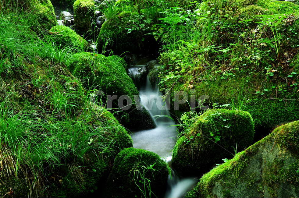이끼,자연,식물,시원함,계곡,휠링,물,자연,풍경,nature,landscape,water,river,강,outdoors,옥외,waterfall,폭포