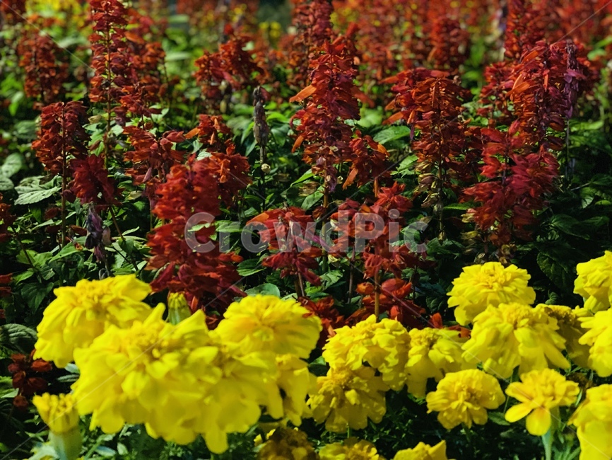 leaf,잎,꽃,식물,flower,식물,자연,plants,nature,꽃,flower