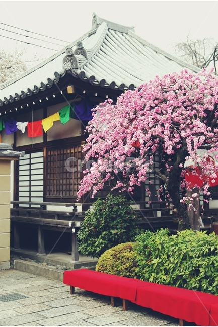 일본,일본전통,전통,건물,벚꽃,cherry,cherrybolssom,분홍,핑크,pink,꽃,flower,japan,봄,계절,spring,season,해외,외국,세계,foreign,oversea,world,건축물,건물외관,exterior,building,structure,architecture,construction,outdoors,옥외,garden,정원
