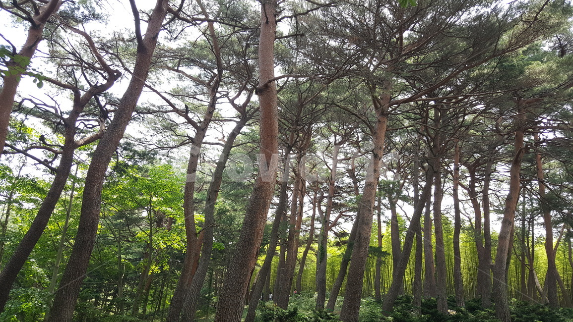 tree,나무,plant,식물,소나무,자연,풍경,nature,landscape,tree trunk,나무 줄기
