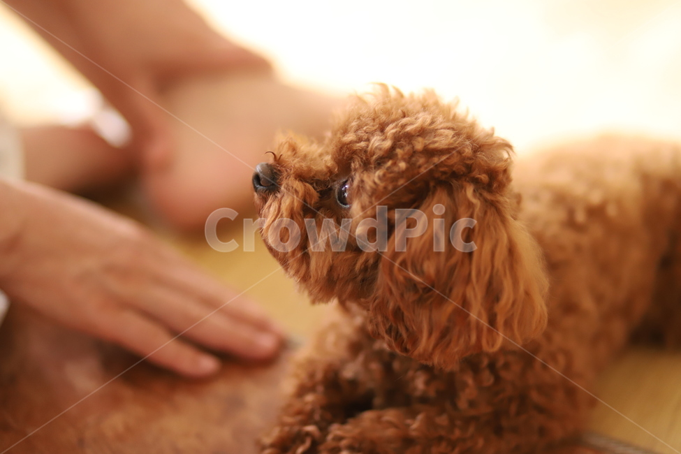 푸들,갈색,암컷,겁쟁이,꼬미,귀여움,동물,animal,포유류,mammal,개,강아지,dog,doggy