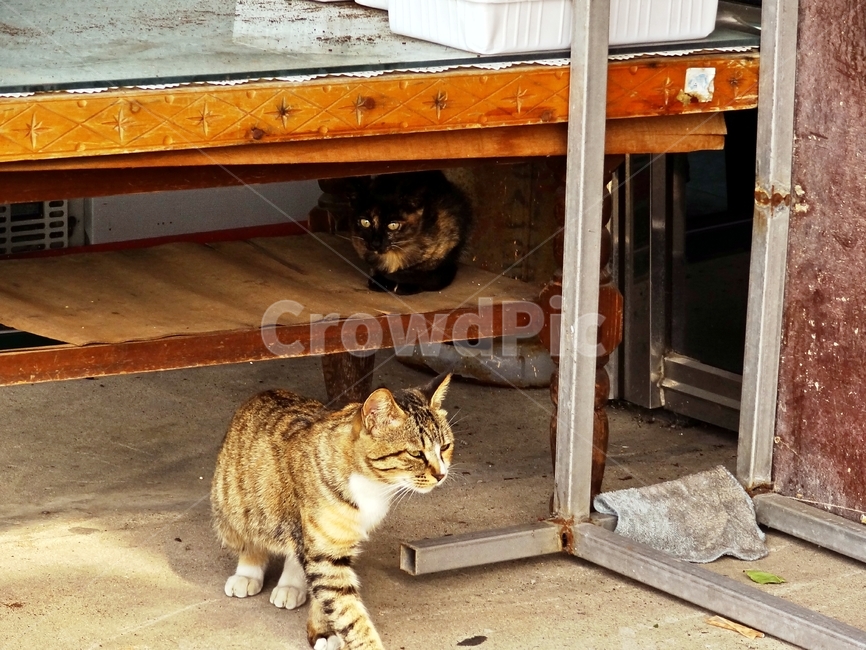 wood,나무,plywood,합판,hardwood,견목,고양이,동물,털,포유동물,fur,cat,animal