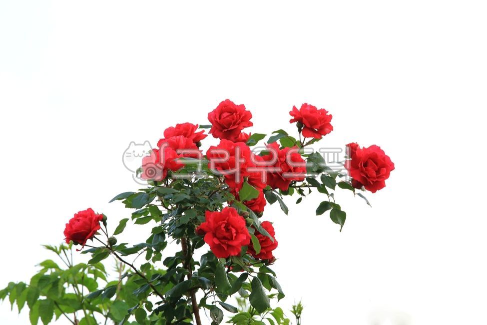 빨간장미,장미,rose,장미꽃,flower,꽃,plant,식물,blossom,빨간,아름다운,녹색,꽃잎,5월,야외,개화,red,green,beauty,outdoors,may,nature,자연,beautiful,미