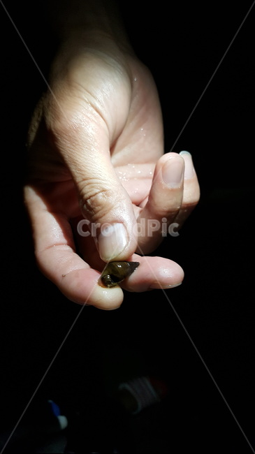 손,고디,다슬기,올갱이,손가락,잡는손,사람,인물,인간,human,person,신체일부,몸,body