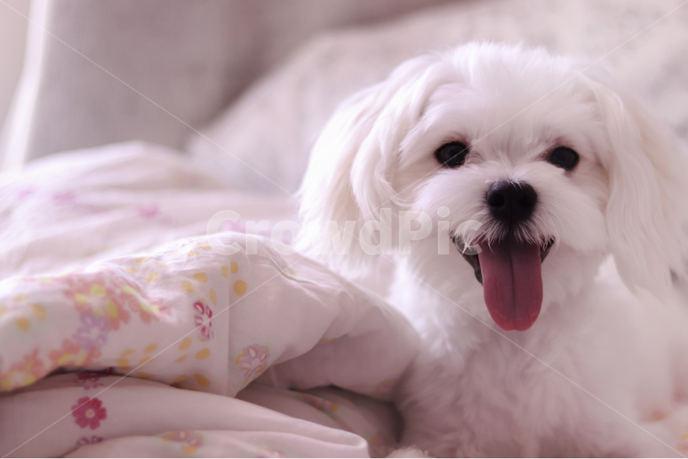 강아지,해맑음,웃는,사랑스러운,하얀강아지,동물,animal,포유류,mammal,개,강아지,dog,doggy