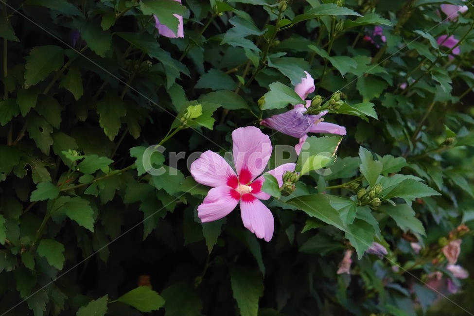 꽃,핑크,봄,여름,plant,식물,blossom,geranium,제라늄,flower,아름다움,웅장함,nature