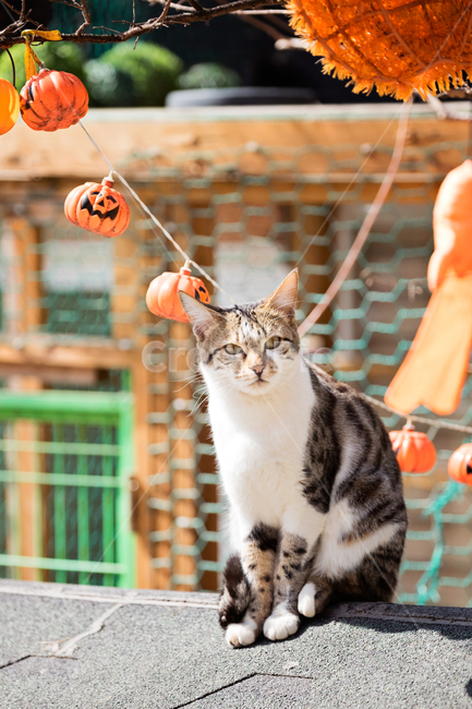고양이,cat,길고양이,고양이카페,애완동물,동물,동물,animal,포유류,mammal,고양이,cat,kitten,kitty