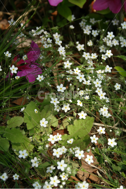 봄맞이꽃,봄,봄날,감성,spring,flower,공원,풍경,식물,새싹,잎,초록,꽃,노란색,하얀,흰색,white,봄,계절,spring,season,식물,자연,plants,nature,꽃,flower,plant,blossom