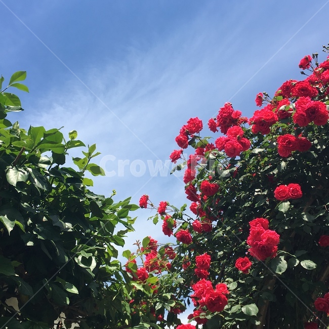 장미,꽃,빨강,로즈,rose,flower,red,빨간장미,자연,nature,식물,자연,plants,nature,꽃,flower