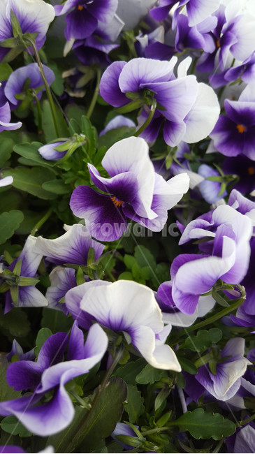 꽃,flower,야생화,생화,근접