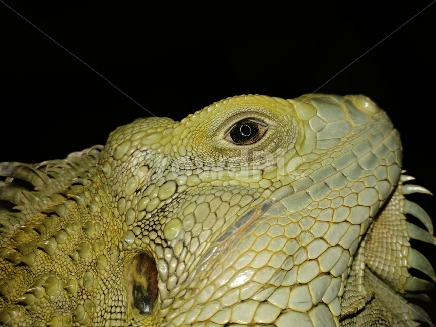 동물,이구아나,도마뱀,reptile,iguana,deep,eye,wonderful,파충류,양서류,reptile,amphibian