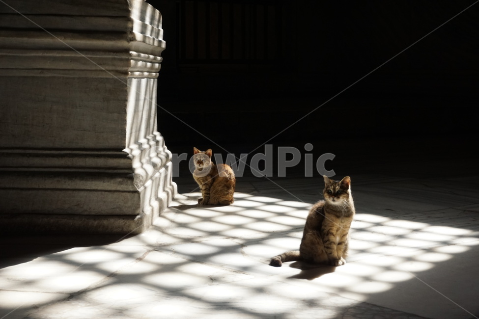 고양이,터키,햇볕,cat,sunshine,햇살,길고양이,동물,animal,포유류,mammal,고양이,cat,kitten,kitty