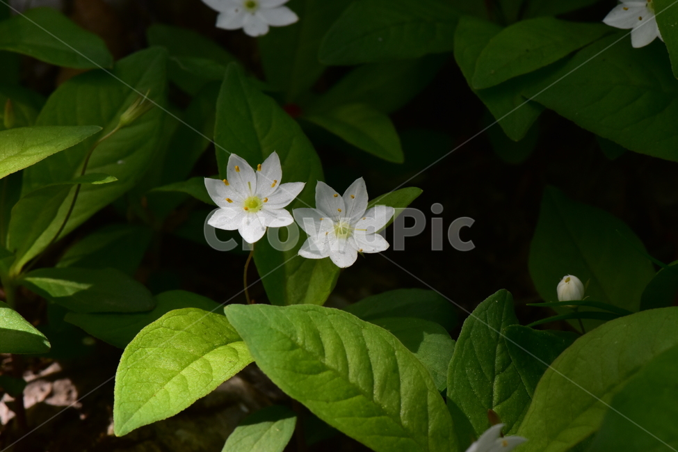 참기생꽃,야생화,식물,자연,꽃,플라워,생태,힐링,wildflower,flower,plants,nature,season,감성,느낌,emotion,feeling,앵초목,앵초과,여러해살이풀,희귀식물,기생꽃속