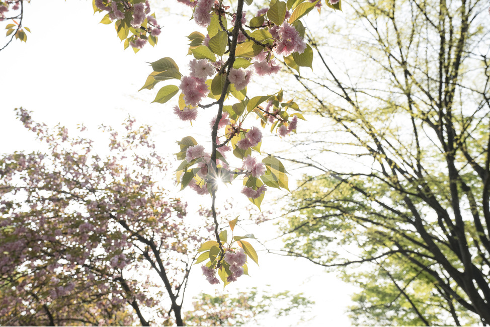 나들이,겹벚꽃,분홍색,공원,월드컵공원,매직아워,꽃,flower,햇살,봄,계절,spring,season,식물,자연,plants,nature,꽃,flower,휴식,힐링,rest,relaxation,healing,plant