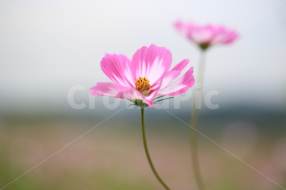 코스모스,파란하늘,배경,예쁜꽃,접사,가을,계절,fall,autumn,season,식물,자연,plants,nature,꽃,flower,plant