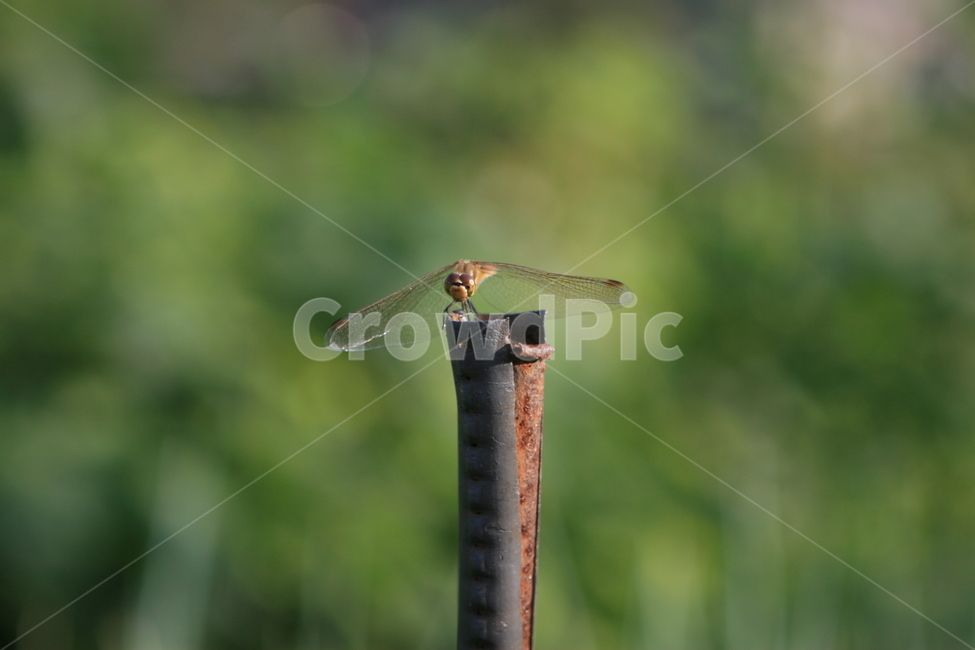 insect,곤충,dragonfly,잠자리,bug,벌레,곤충,벌레,insect,bug