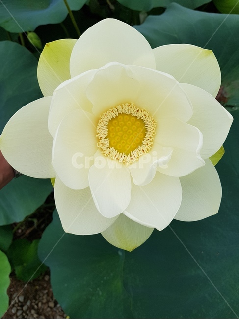 연꽃,한국의미,자연,화사함,꽃,식물,자연,plants,nature,꽃,flower