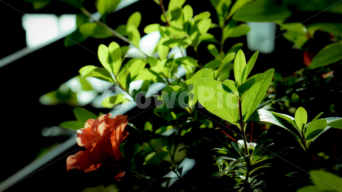 정원,초록이,풀잎,꽃,garden,greenery,leafs,flower,식물,자연,plants,nature,꽃,flower