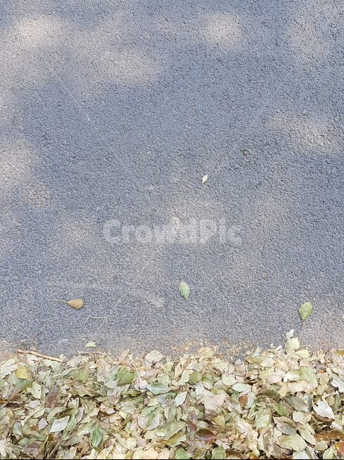 도로위낙엽,낙엽,가을,초록색,아스팔트,가을,계절,fall,autumn,season,asphalt,ground,바닥