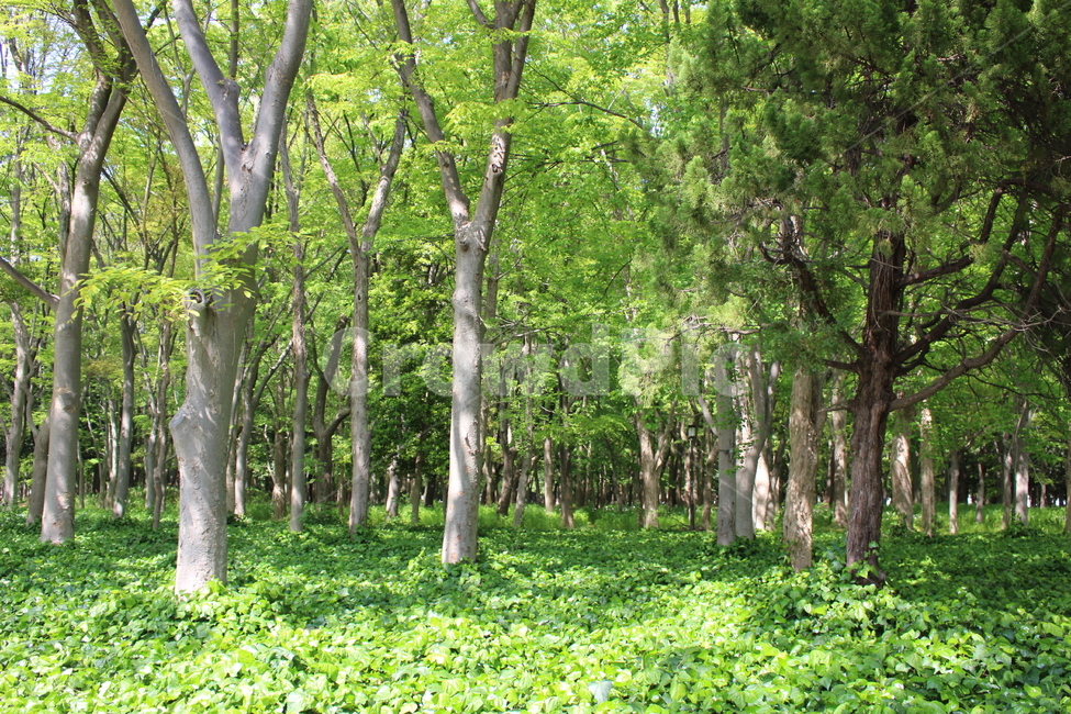 풀,숲,나무,울창한,초록,자연,풍경,nature,landscape,tree,plant,식물,tree trunk,나무 줄기