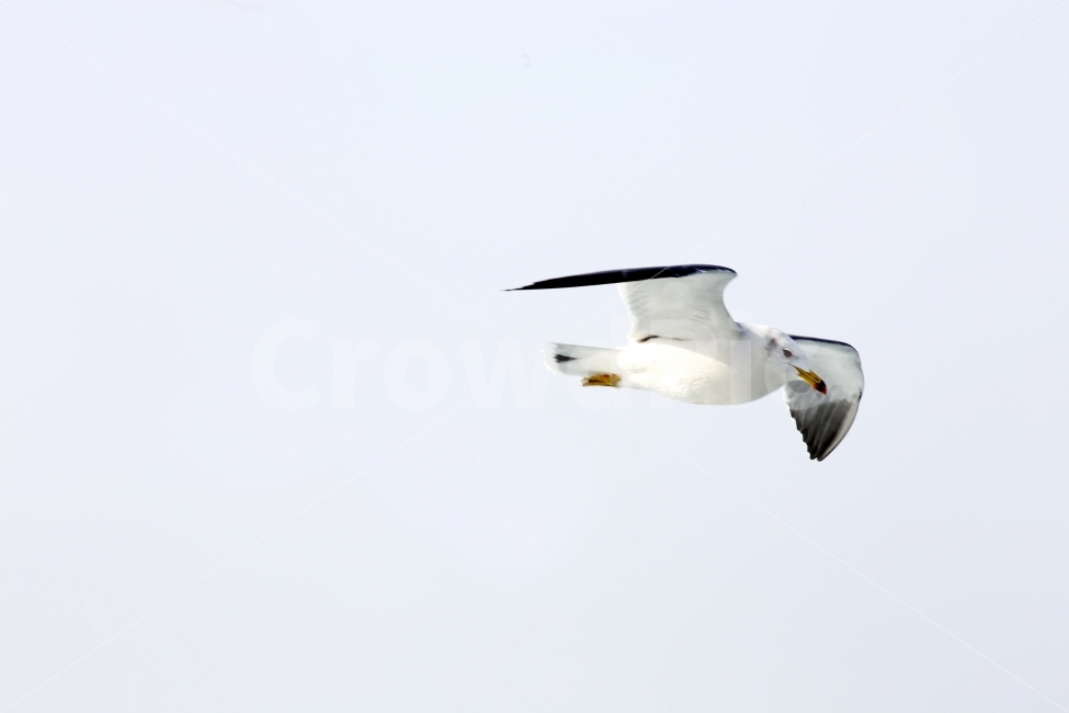 바다,꿈,갈매기,도전,비상,새,하늘,동물,animal,조류,새,birds