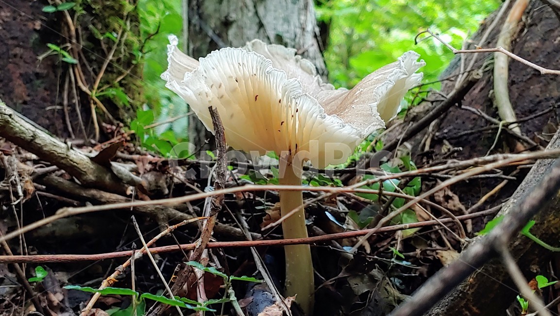 버섯,mushroom,afieldmushroom,제주숲,자연,nature,forest,phosphorusplant