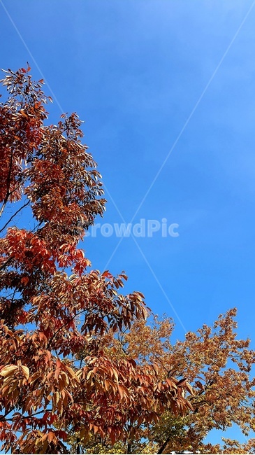 하늘,가을,맑음,나무,단풍,가을,계절,fall,autumn,season,tree,plant,식물,leaf,잎