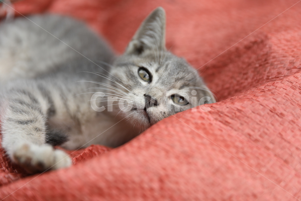 고양이,아기고양이,집고양이,코리안숏헤어,애완동물,동물,애완묘,냐옹이,animal,cat,koreanshorthair,kitty,동물,animal,포유류,mammal,고양이,cat,kitten,kitty