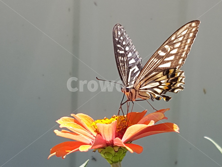 나비,insect,butterfly,animal,plant,꽃,곤충,벌레,insect,bug