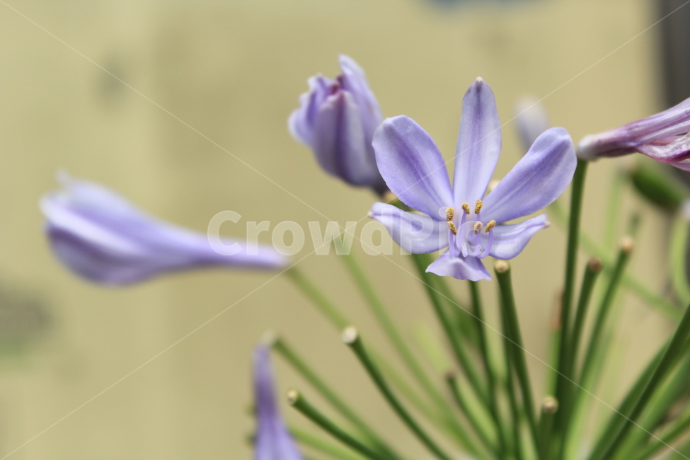 보라,꽃,근접,화단,화분,식물,식물,자연,plants,nature,꽃,flower
