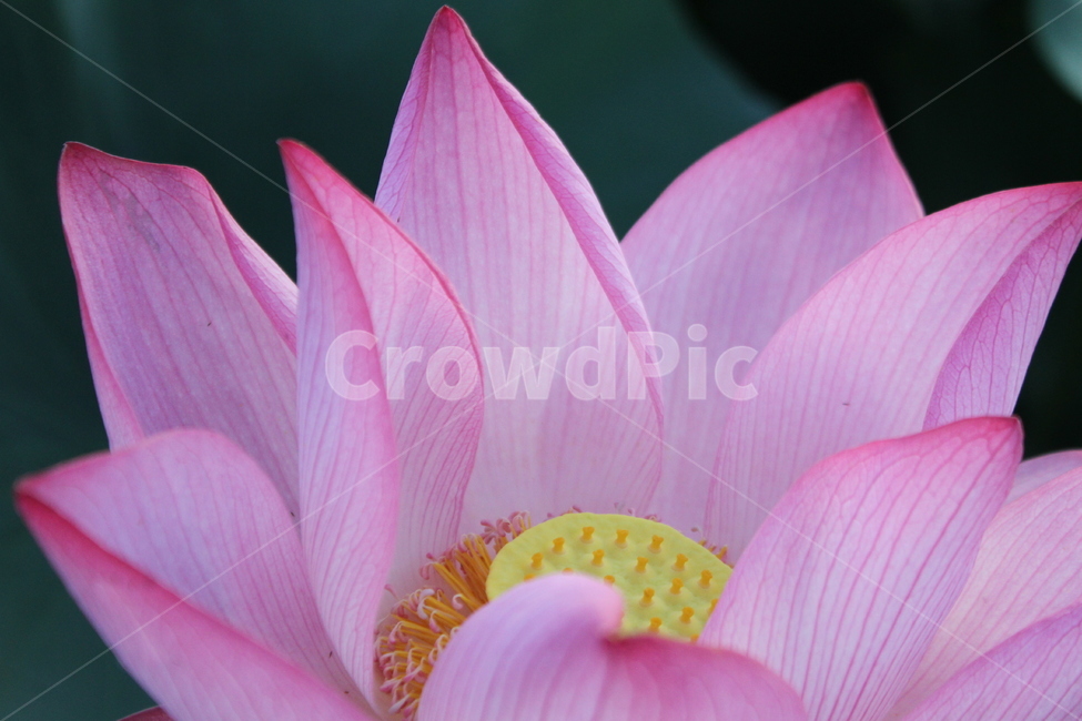 연꽃,꽃,식물,홍연,lotus,식물,자연,plants,nature,꽃,flower