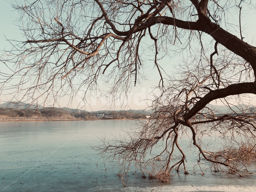 노을,나들이,주말,겨울,한파,자연,풍경,nature,landscape,tree,나무,plant,식물,tree trunk,나무 줄기