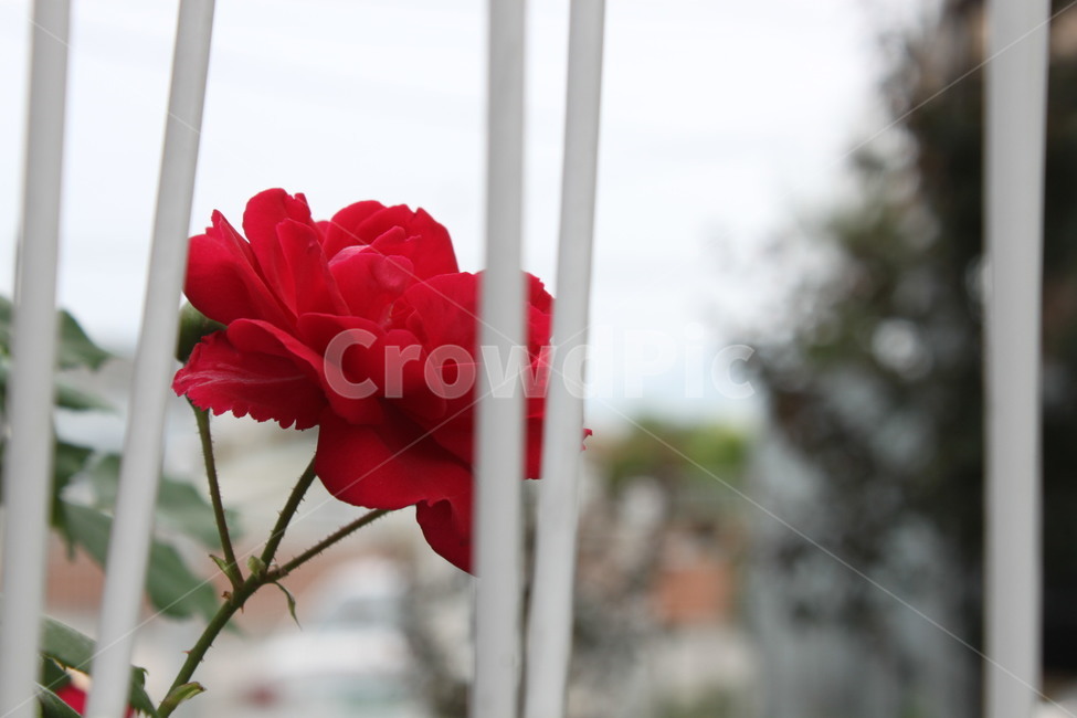꽃,봄,장미,갖힌꽃,감성,flowers,spring,springscenery,sensibility,rose,afullflower
