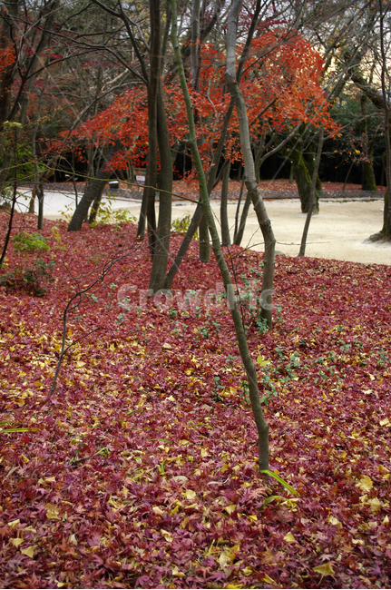 가을,fall,나무,식물,plant,단풍,잎,낙엽,가을,계절,fall,autumn,season,자연,풍경,nature,landscape,tree,leaf,maple,tree trunk,나무 줄기