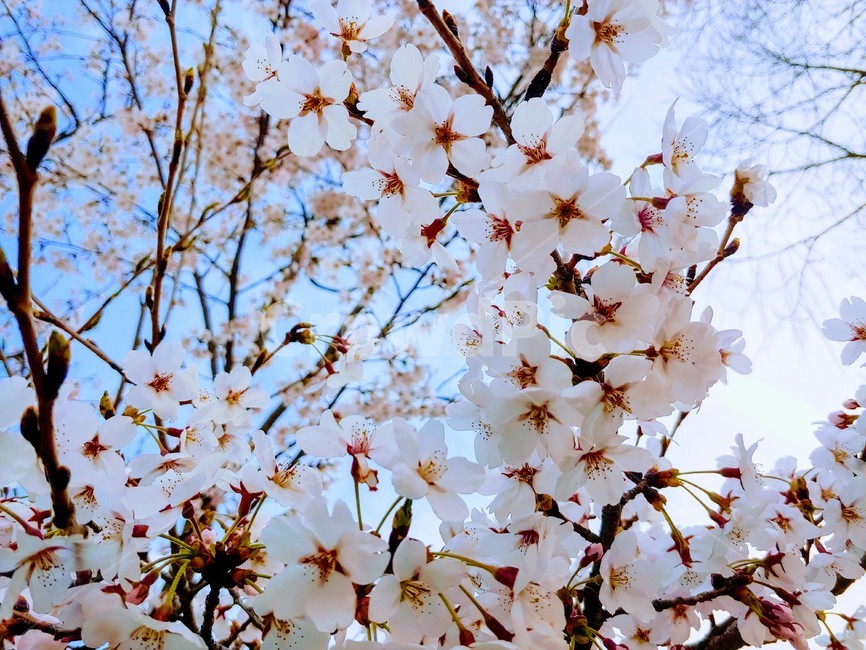 plant,식물,flower,꽃,봄,봄,계절,spring,season,식물,자연,plants,nature,꽃,flower,blossom