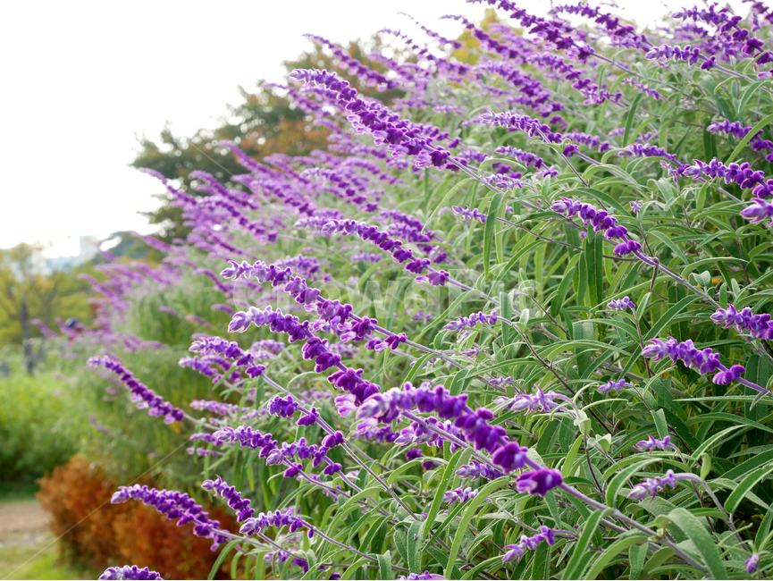 보라,꽃,하늘,계절,식물,자연,season,plants,nature,flower,식물,자연,plants,nature,꽃,flower