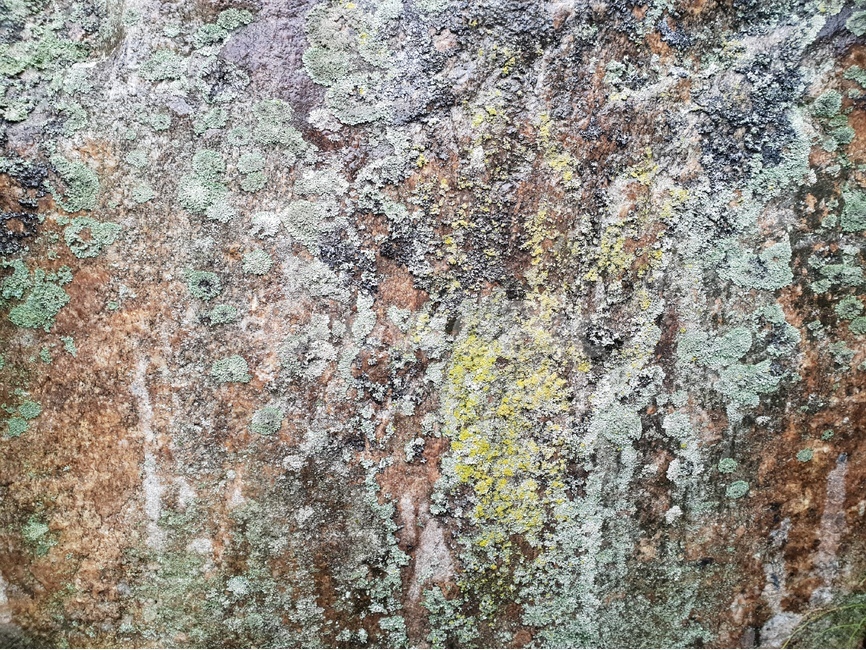 이끼,자연,식물,바위,배경,moss,nature,flora,rock,background,자연,풍경,nature,landscape,록,plant
