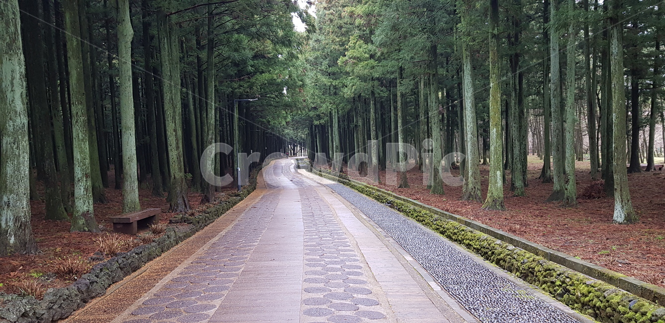 수선화,제주도,봄,길,수목원,노랑,숲,daffodil,jejuisland,arboretum,forest,road