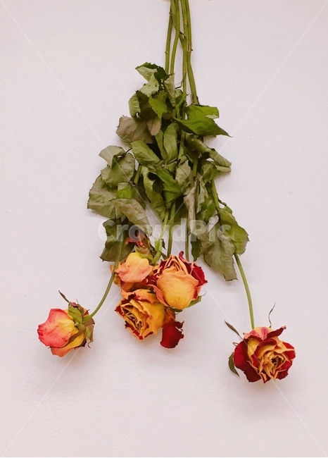 장미,드라이플라워,말린꽃,배경,꽃,빨간색,노란색,장미꽃,감성,감성사진,rose,dryflower,flower,yellow,background,color